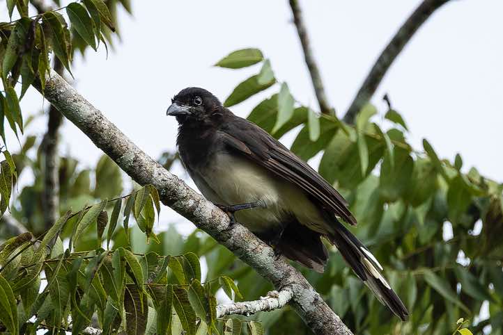Brown Jay (Cyanocorax morio), Turrialba, Cartago Province