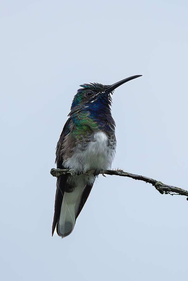 Volcano Hummingbird (Selasphorus flammula) perched on branch, Turrialba, Cartago Province