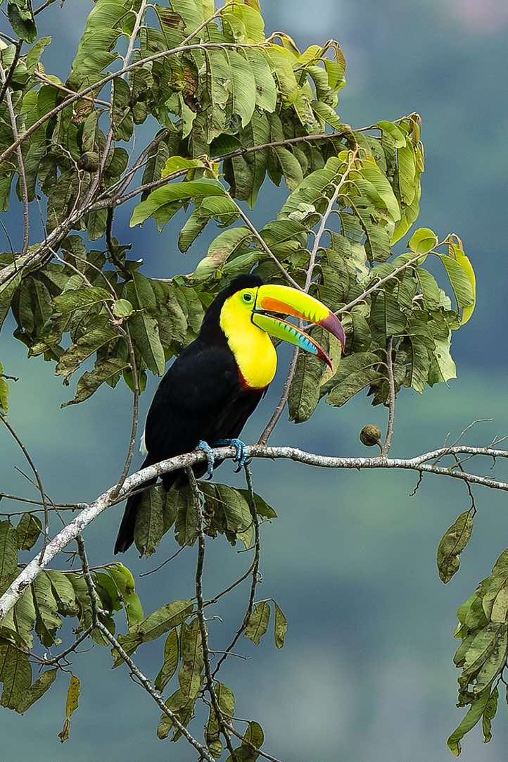 Keel-billed Toucan (Ramphastos sulfuratus), or Rainbow-billed Toucan, Turrialba, Cartago Province