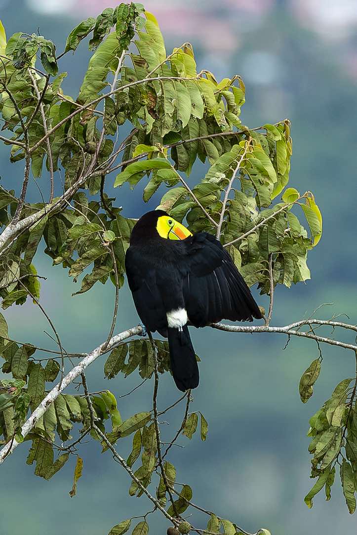 Keel-billed Toucan (Ramphastos sulfuratus), or Rainbow-billed Toucan, Turrialba, Cartago Province