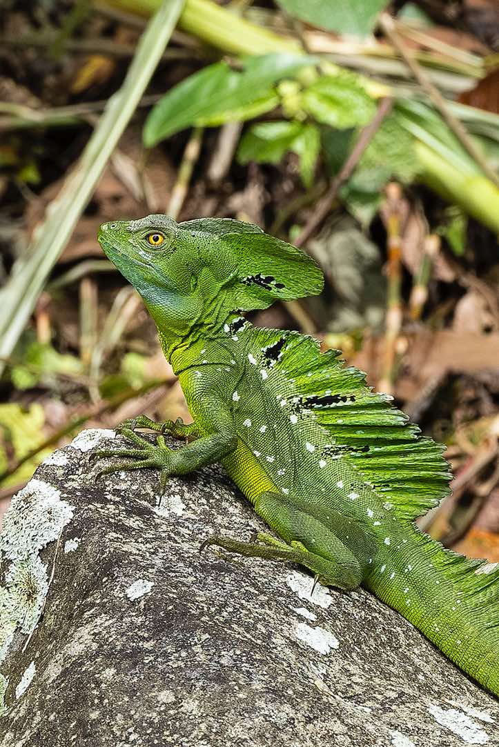 Male Plumed Basilisk (Basiliscus plumifrons), or Green Basilisk, Guayabo archaeological site near Turrialba, Cartago Province