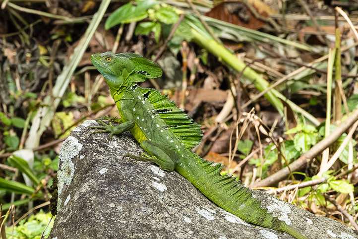 Male Plumed Basilisk (Basiliscus plumifrons), or Green Basilisk, Guayabo archaeological site near Turrialba, Cartago Province