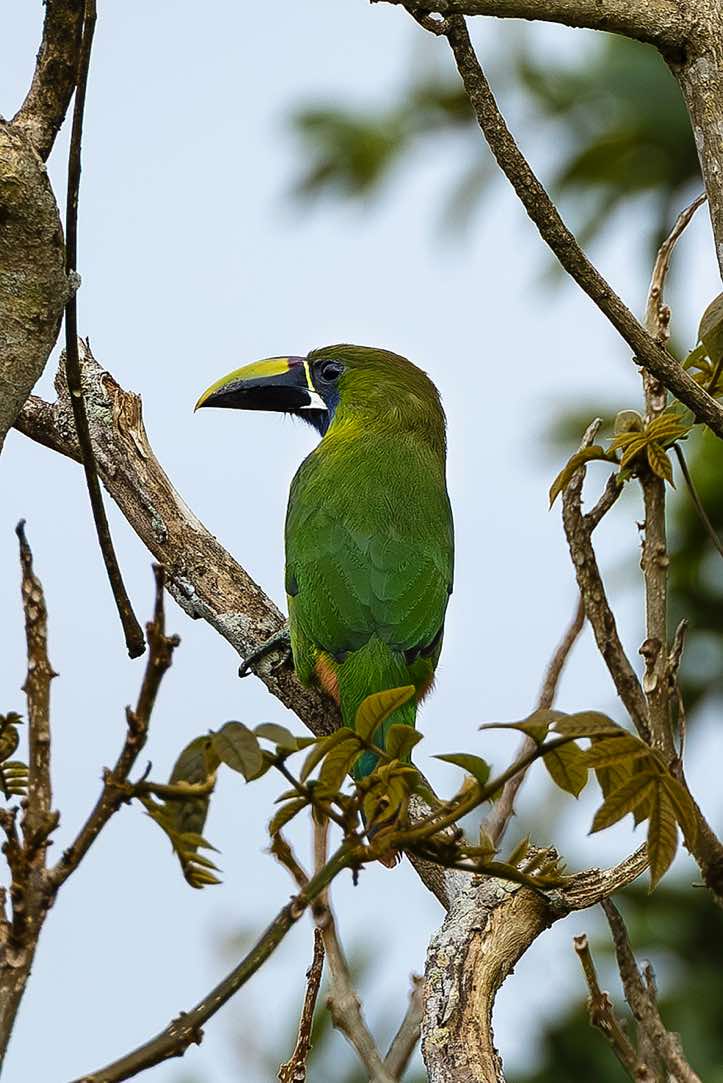 Blue-throated Toucanet (Aulacorhynchus caeruleogularis), Turrialba, Cartago Province