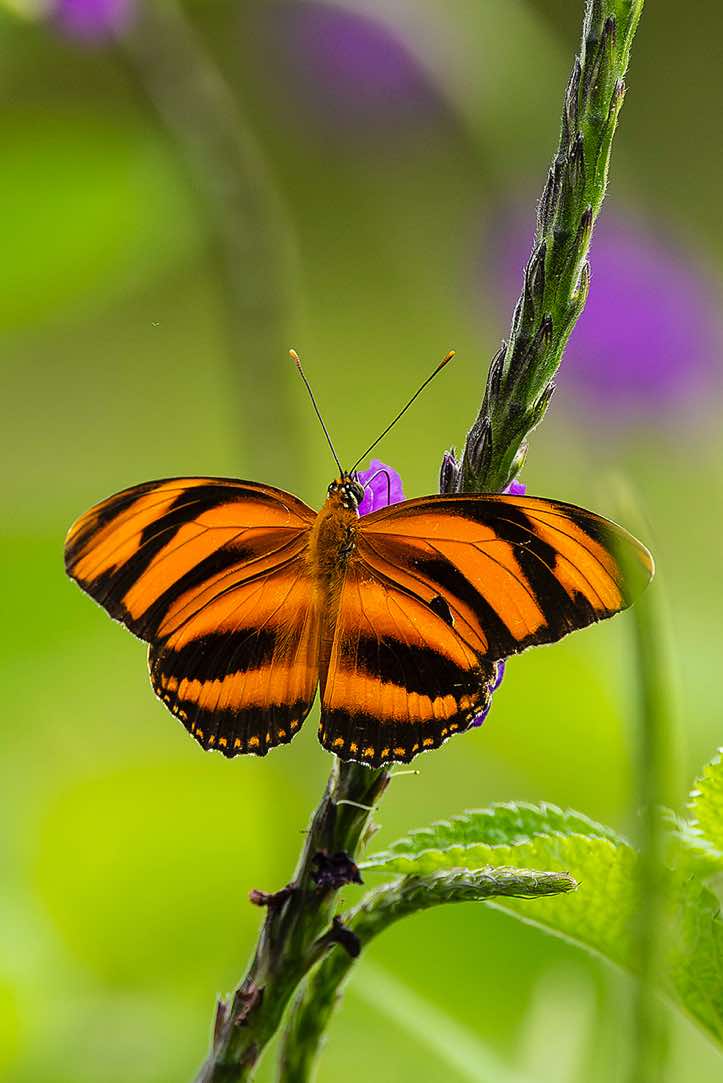Banded Orange Heliconian (Dryadula phaetusa), or Banded Orange, or Orange Tiger, Turrialba, Cartago Province