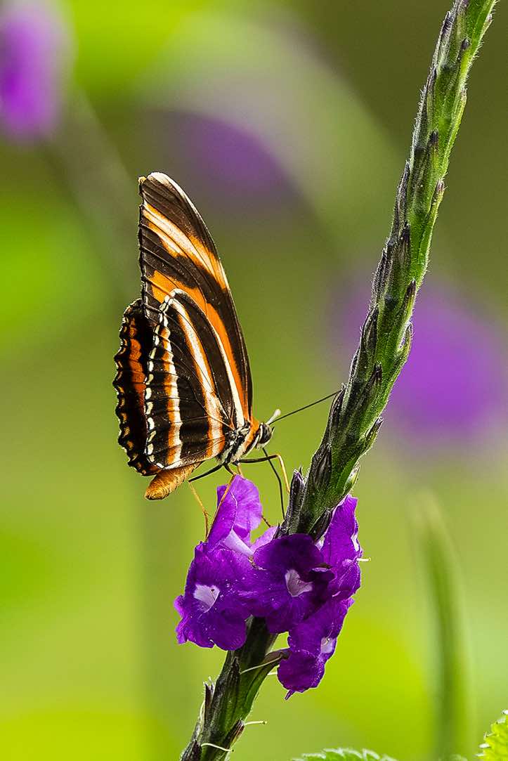 Banded Orange Heliconian (Dryadula phaetusa), or Banded Orange, or Orange Tiger, Turrialba, Cartago Province