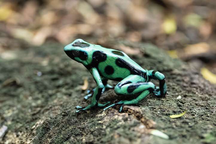 Green-and-Black Poison Dart Frog (Dendrobates auratus), Puerto Viejo de Talamanca, Limón Province