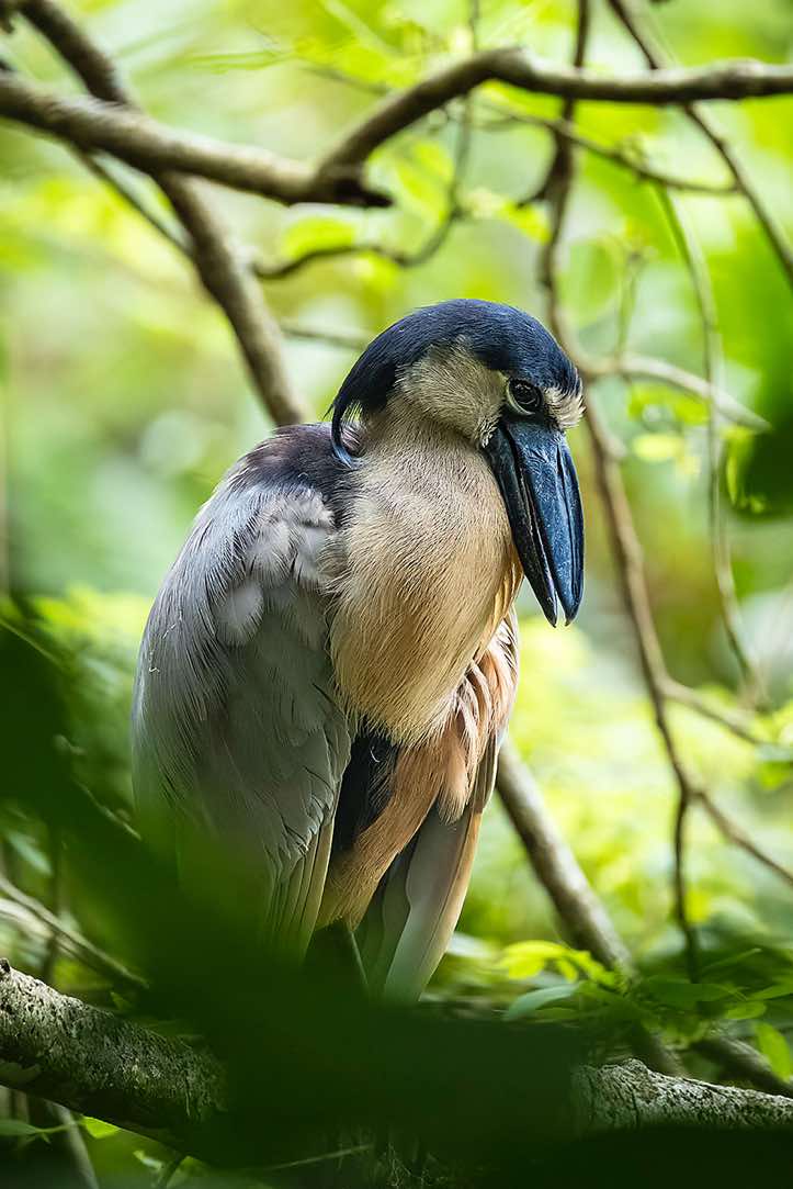 Boat-billed Heron (Cochlearius cochlearius), Cahuita National Park, Limón Province