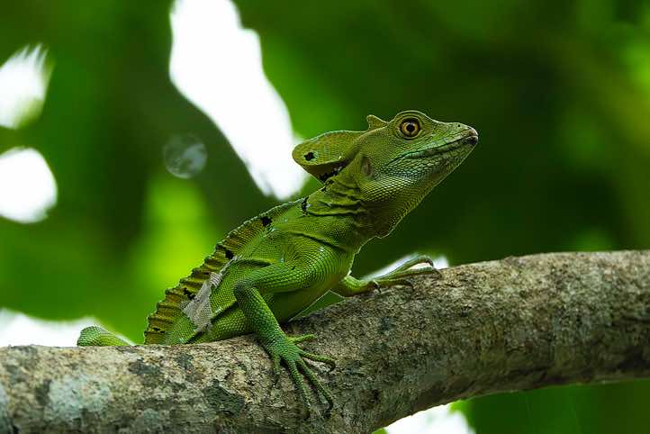 Plumed Basilisk (Basiliscus plumifrons), or Green Basilisk, Cahuita National Park, Limón Province