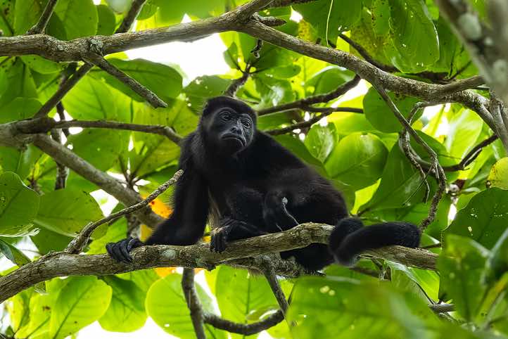 Mantled Howler Monkey (Alouatta palliata), Cahuita National Park, Limón Province