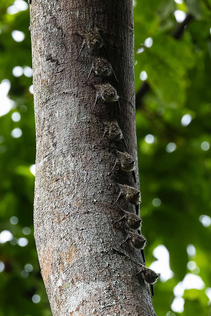 Group of Bats resting on a tree, Cahuita National Park, Limón Province