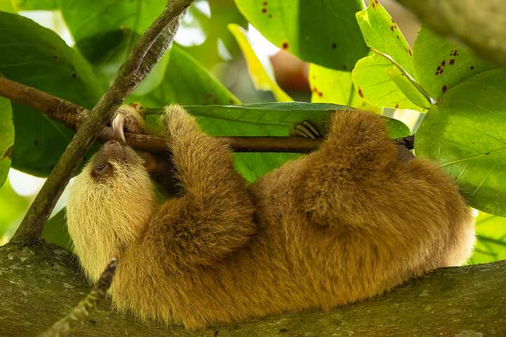 Hoffmann's Two-toed Sloth (Choloepus hoffmanni), Cahuita National Park, Limón Province