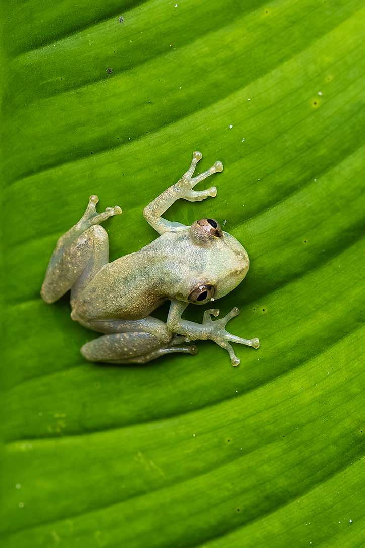 Sipurio Snouted Treefrog, or Olive Snouted Treefrog (Scinax elaeochroa), sitting on a leaf, Cahuita National Park, Limón Province