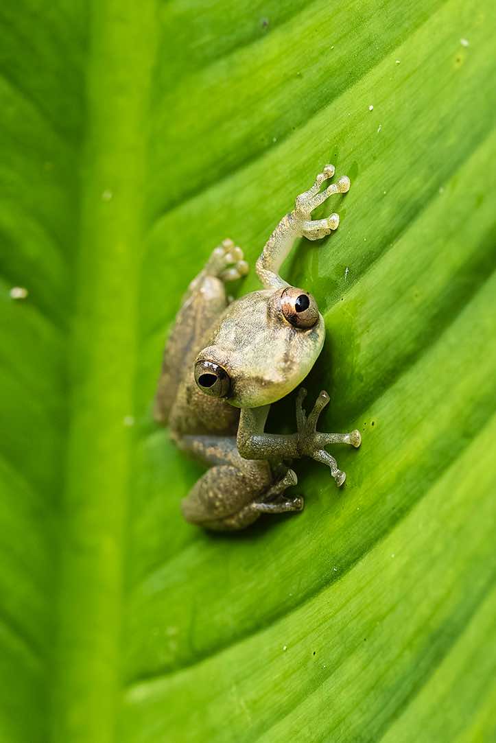 Sipurio Snouted Treefrog, or Olive Snouted Treefrog (Scinax elaeochroa), sitting on a leaf, Cahuita National Park, Limón Province