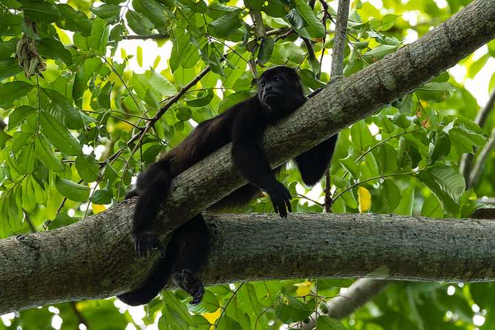 Mantled Howler Monkey (Alouatta palliata), near Cahuita, Limón Province