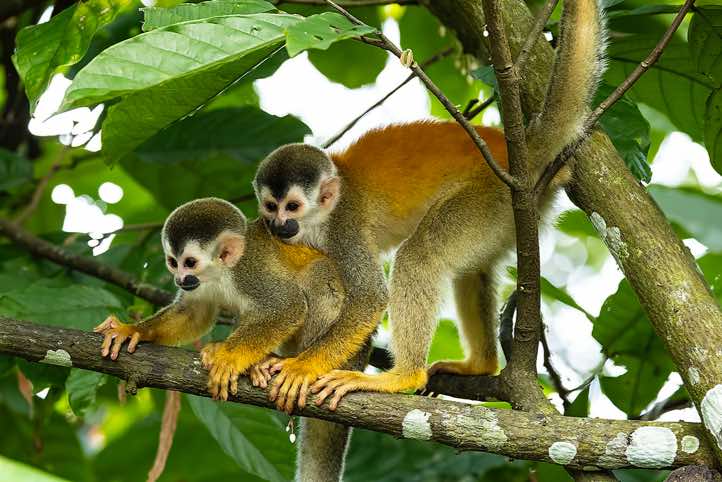 Central American Squirrel Monkeys (Saimiri oerstedii),  or Red-backed Squirrel Monkeys, Manuel Antonio National Park, Puntarenas Province