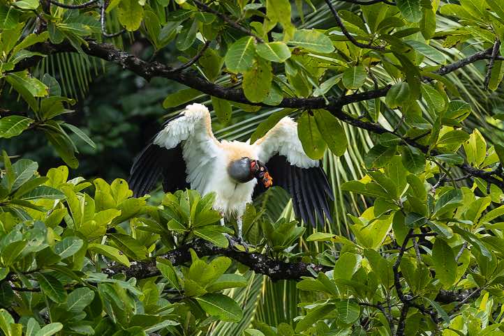 King Vulture (Sarcoramphus papa), near San Pedrillo Ranger Station, Corcovado National Park, Osa Peninsula, Puntarenas Province