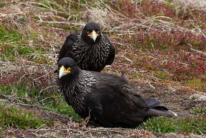 Two Striated Caracaras (Phalcoboenus australis), North Harbour, New Island
