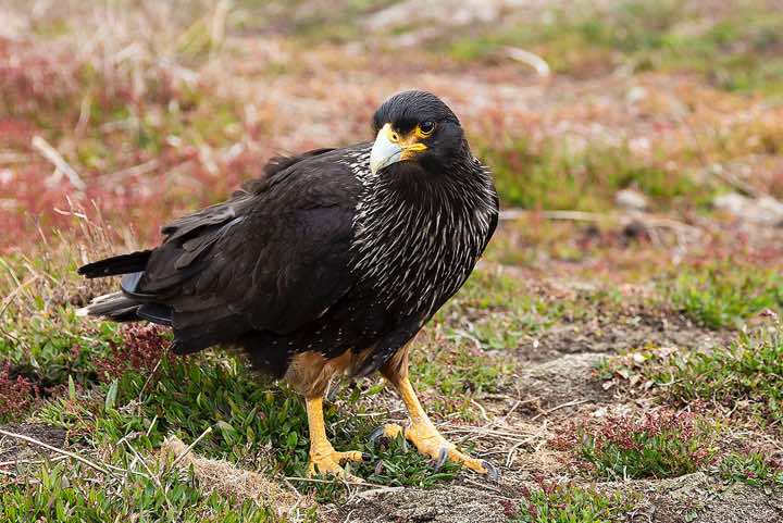 Striated Caracara (Phalcoboenus australis), North Harbour, New Island