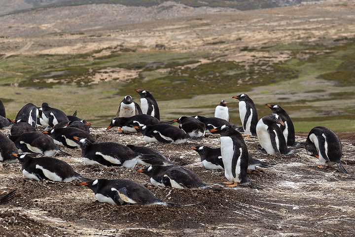 Gentoo Penguins (Pygoscelis papua), North Harbour, New Island