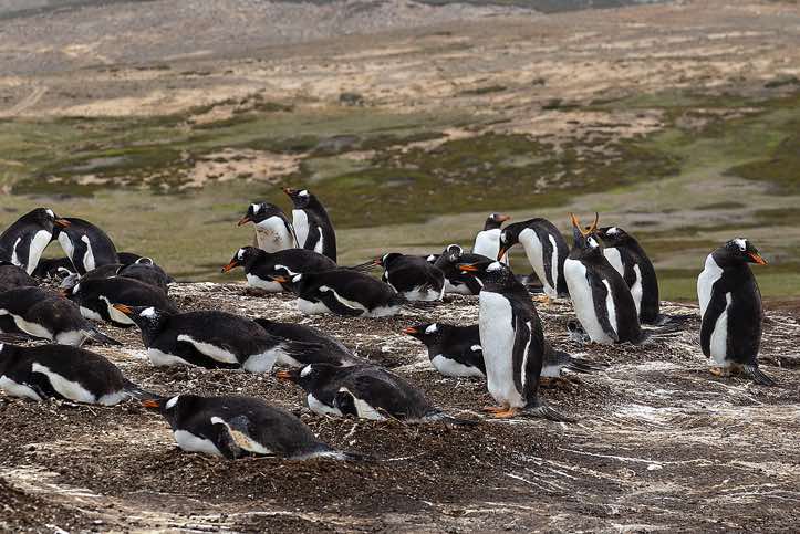 Gentoo Penguins (Pygoscelis papua), North Harbour, New Island, Falkland Islands