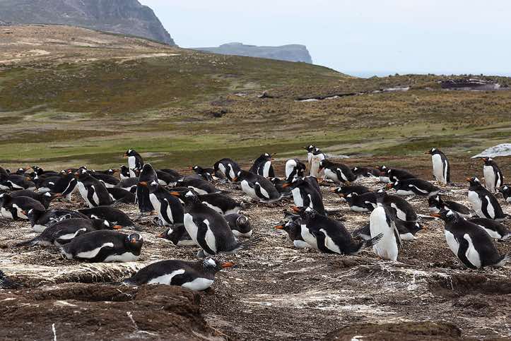 Gentoo Penguins (Pygoscelis papua), North Harbour, New Island, Falkland Islands