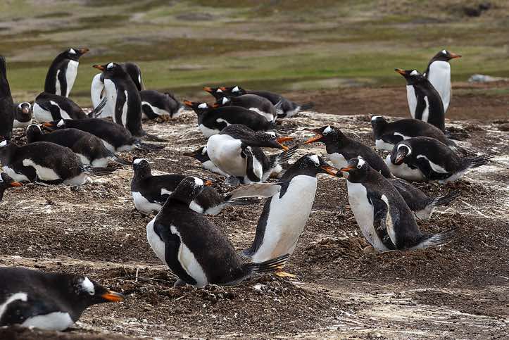 Gentoo Penguins (Pygoscelis papua), North Harbor, New Island, Falkland Islands. Adults are bringing in nesting materials to please their mate, causing chaos and drama as they run past other nests.