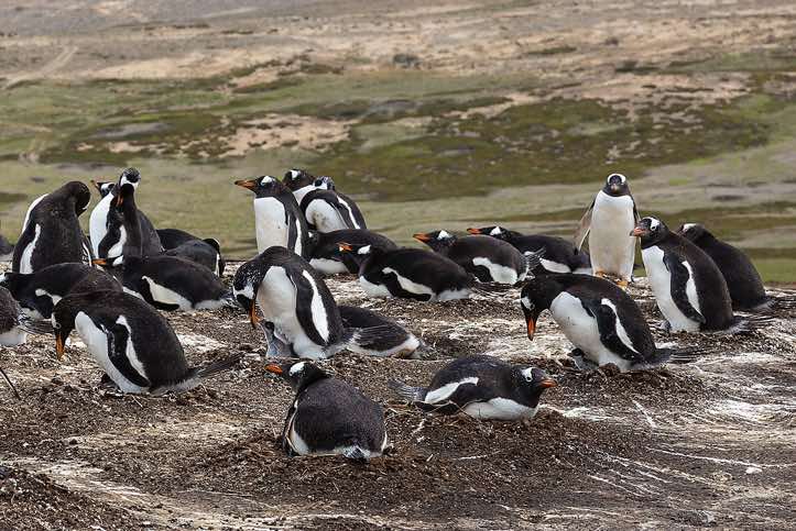 Gentoo Penguins (Pygoscelis papua), North Harbour, New Island, Falkland Islands. Some Penguin parents are brooding one newly hatched chick and an unhatched egg. 