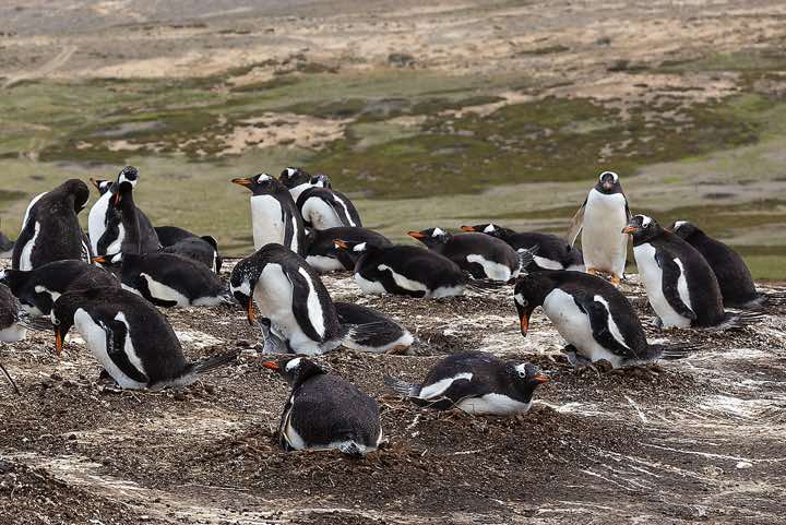 Gentoo Penguins (Pygoscelis papua), North Harbour, New Island. Some penguin parents are brooding one newly hatched chick and an unhatched egg. 