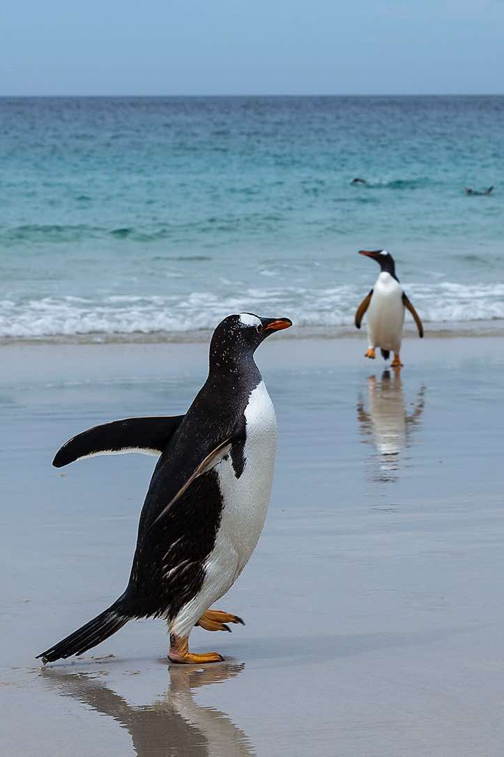 Gentoo Penguins (Pygoscelis papua) at the beach, North Harbour, New Island, Falkland Islands