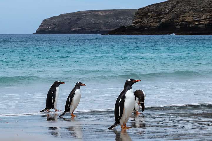 Gentoo Penguins (Pygoscelis papua) are coming ashore, North Harbour, New Island