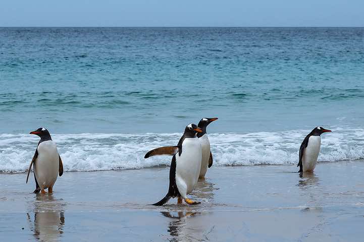 Gentoo Penguins (Pygoscelis papua) are coming ashore, North Harbour, New Island