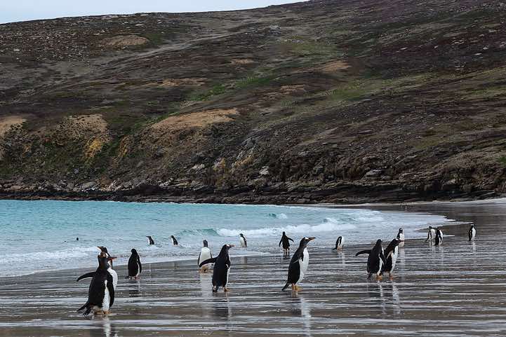 Gentoo Penguins (Pygoscelis papua) at the beach, North Harbour, New Island