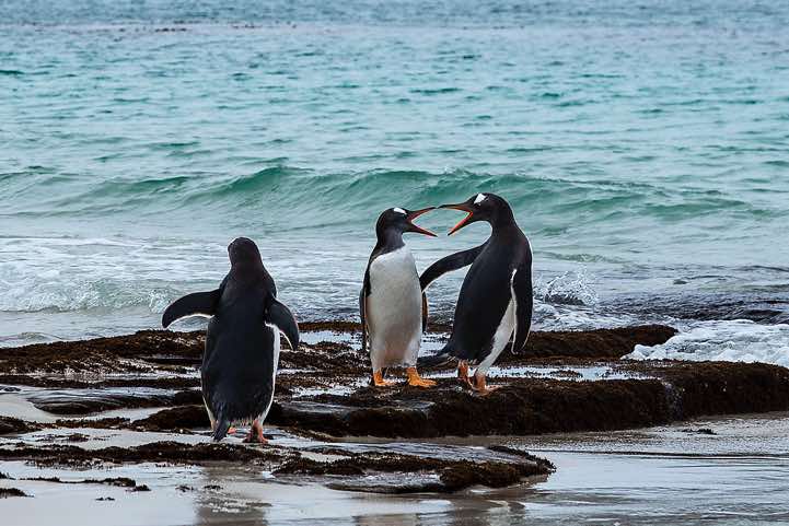 Gentoo Penguins (Pygoscelis papua) at the beach, North Harbour, New Island