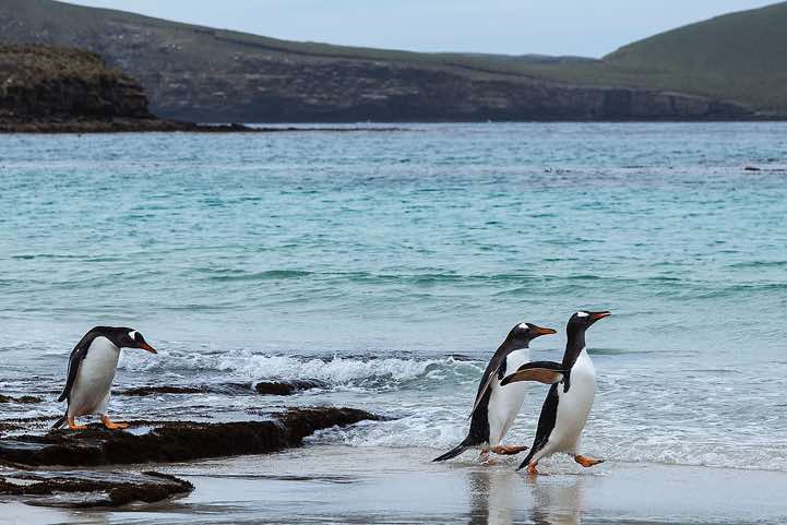 Gentoo Penguins (Pygoscelis papua) at the beach, North Harbour, New Island