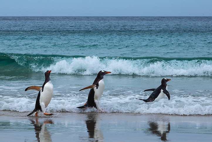 Gentoo Penguins (Pygoscelis papua) are coming ashore, North Harbour, New Island, Falkland Islands
