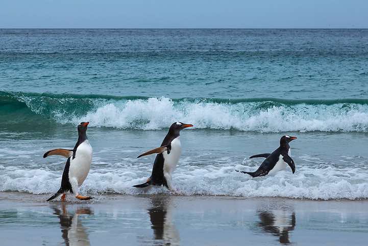 Gentoo Penguins (Pygoscelis papua) are coming ashore, North Harbour, New Island