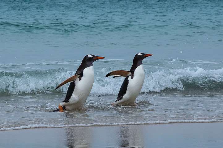 Gentoo Penguins (Pygoscelis papua) walking at the beach, North Harbour, New Island