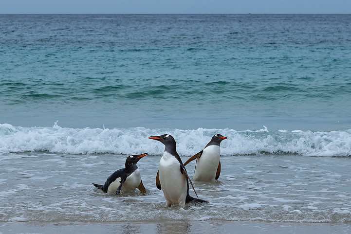 Gentoo Penguins (Pygoscelis papua) are coming ashore, North Harbour, New Island