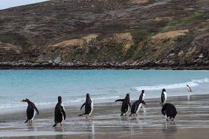 Gentoo Penguins (Pygoscelis papua) at the beach, North Harbour, New Island