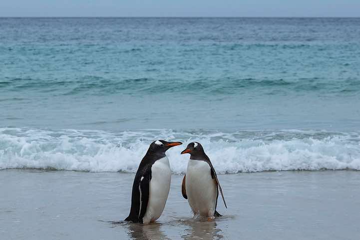 Gentoo Penguins (Pygoscelis papua) at the beach, North Harbour, New Island