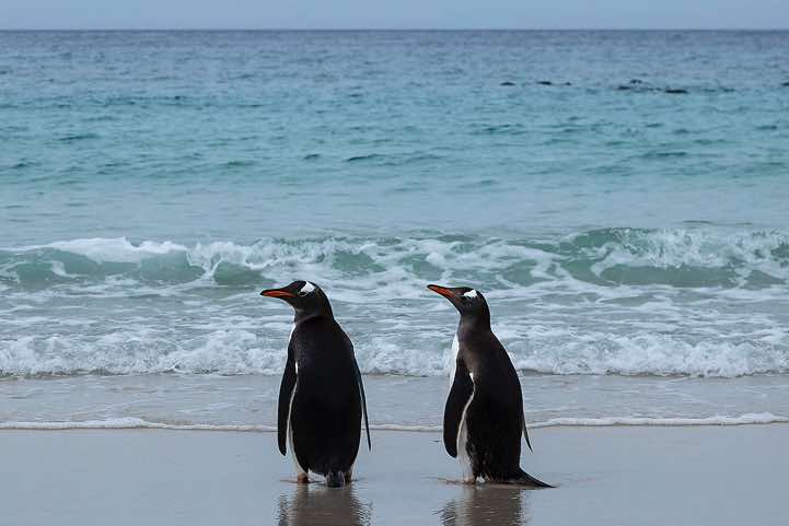 Gentoo Penguins (Pygoscelis papua) at the beach, North Harbour, New Island