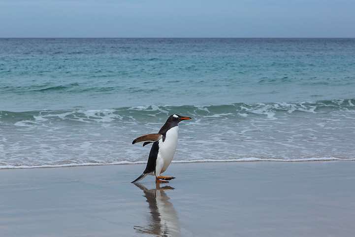 Gentoo Penguin (Pygoscelis papua) walking at the beach, North Harbour, New Island