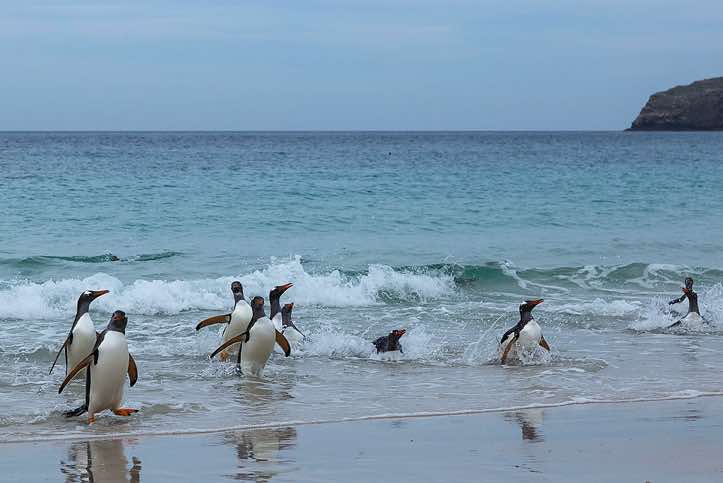 Gentoo Penguins (Pygoscelis papua) are coming ashore, North Harbour, New Island, Falkland Islands