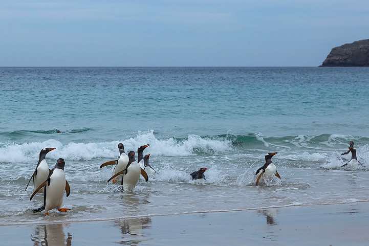 Gentoo Penguins (Pygoscelis papua) are coming ashore, North Harbour, New Island