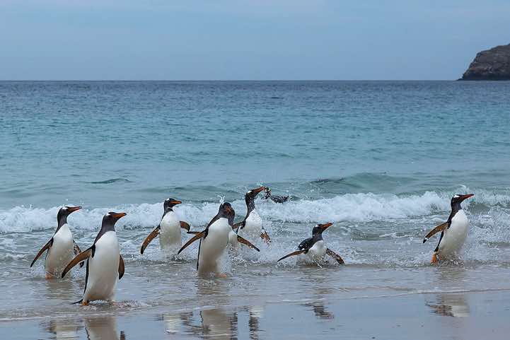 Gentoo Penguins (Pygoscelis papua) are coming ashore, North Harbour, New Island