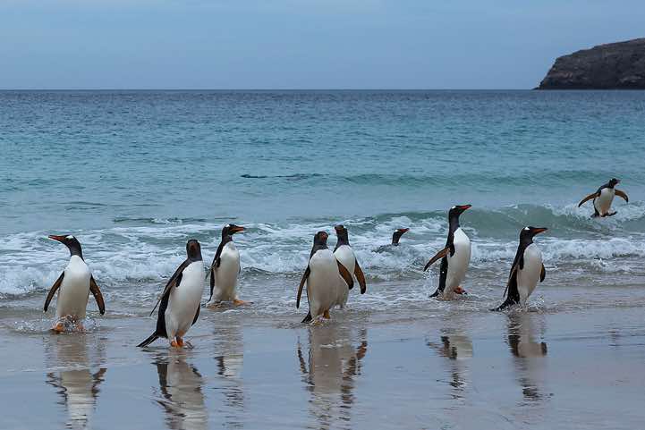 Gentoo Penguins (Pygoscelis papua) are coming ashore, North Harbour, New Island