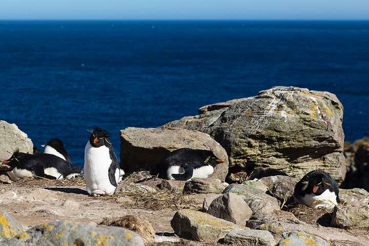 Nesting Black-browed Albatross (Thalassarche melanophris), seabird colony near Coffin's Harbour, New Island