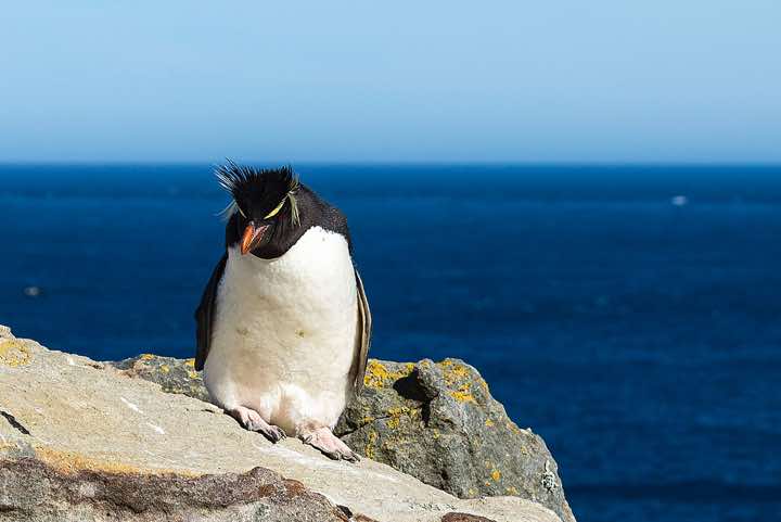 Western Rockhopper Penguin (Eudyptes chrysocome), or Southern Rockhopper Penguin, seabird colony near Coffin's Harbour, New Island