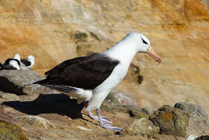 Black-browed Albatross (Thalassarche melanophris), seabird colony near Coffin's Harbour, New Island, Falkland Islands