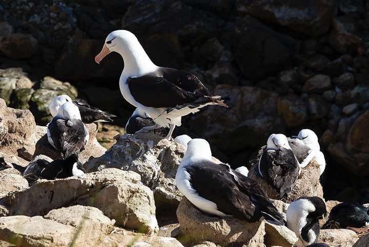 Black-browed Albatross (Thalassarche melanophris), seabird colony near Coffin's Harbour, New Island
